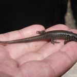 Juvenile Whitaker's skink (Pukerua Bay, Wellington). <a href="https://www.instagram.com/nickharker.nz/">© Nick Harker</a>