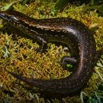 Glossy brown skink (Nelson). <a href="https://www.flickr.com/photos/rocknvole/">© Tony Jewell</a>