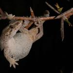 Pygmy gecko, southern form (Rangitata, Canterbury). <a href="https://www.flickr.com/photos/rocknvole/">© Tony Jewell</a>