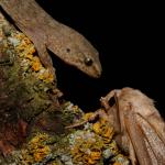 Pygmy gecko, southern form (Rangitata, Canterbury). <a href="https://www.flickr.com/photos/rocknvole/">© Tony Jewell</a>