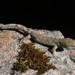 Pygmy gecko, northern form (northern Canterbury). <a href="https://www.flickr.com/photos/rocknvole/">© Tony Jewell</a>