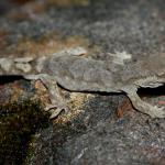 Pygmy gecko, northern form (northern Canterbury). <a href="https://www.flickr.com/photos/rocknvole/">© Tony Jewell</a>