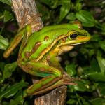 Green and golden bell frog. <a href="https://www.flickr.com/photos/rocknvole/">© Tony Jewell</a>