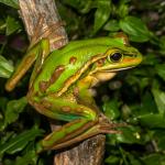 Green and golden bell frog. <a href="https://www.flickr.com/photos/rocknvole/">© Tony Jewell</a>