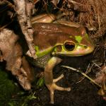 Green and golden bell frog (Bay of Plenty). <a href="https://www.flickr.com/photos/rocknvole/">© Tony Jewell</a>