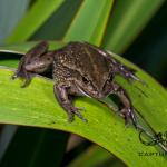Southern bell frog (Northland). <a href="https://www.capturewild.co.nz/Reptiles-Amphibians/NZ-Reptiles-Amphibians/">© Euan Brook</a>