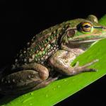 Southern bell frog (Alexandra, Otago). <a href="https://www.flickr.com/photos/rocknvole/">© Tony Jewell</a>