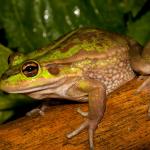 Southern bell frog. <a href="https://www.flickr.com/photos/rocknvole/">© Tony Jewell</a>