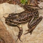 Southern bell frog - potentially R. castanea (Aupouri peninsula, Northland). <a href="https://www.flickr.com/photos/rocknvole/">© Tony Jewell</a>