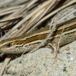 Tussock skink (Mason Bay, Stewart Island). <a href="https://www.seacologynz.com/index">© Crispin Middleton</a>