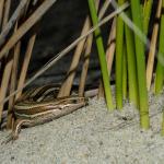 Tussock skink (Mason Bay, Stewart Island). <a href="https://www.seacologynz.com/index">© Crispin Middleton</a>