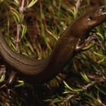 Tussock skink, Awarua morph (Southland). <a href="https://www.flickr.com/photos/rocknvole/">© Tony Jewell</a>