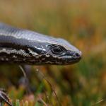 Southern skink (Stewart Island). <a href="https://www.seacologynz.com/index">© Crispin Middleton</a>