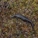 Southern skink (Stewart Island). <a href="https://www.seacologynz.com/index">© Crispin Middleton</a>