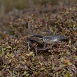 Southern skink (Stewart Island). <a href="https://www.seacologynz.com/index">© Crispin Middleton</a>