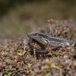 Southern skink (Stewart Island). <a href="https://www.seacologynz.com/index">© Crispin Middleton</a>