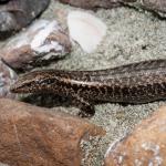 Tātahi skink (Northland). <a href="https://www.seacologynz.com/index">© Crispin Middleton</a>