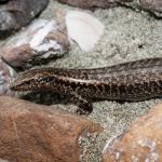 Tātahi skink (Northland). <a href="https://www.seacologynz.com/index">© Crispin Middleton</a>