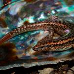 Tātahi skink (Aupouri peninsula, Northland). <a href="https://www.flickr.com/photos/rocknvole/">© Tony Jewell</a>