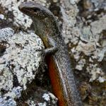 Tātahi skink (Aupouri peninsula, Northland). <a href="https://www.flickr.com/photos/rocknvole/">© Tony Jewell</a>