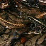 Tātahi skinks (Aupouri peninsula, Northland). <a href="https://www.flickr.com/photos/rocknvole/">© Tony Jewell</a>