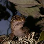 Three Kings gecko (Three Kings Islands, Northland). <a href="https://www.flickr.com/photos/rocknvole/">© Tony Jewell</a>