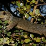 Three Kings gecko (Three Kings Islands, Northland). <a href="https://www.flickr.com/photos/rocknvole/">© Tony Jewell</a>