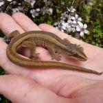 Southern striped gecko in Manuka scrub (Queen Charlotte Sound, Marlborough Sounds). <a href="https://www.instagram.com/nickharker.nz/">© Nick Harker</a>