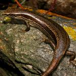 Waiharakeke grass skink (North Brother Island, Marlborough Sounds). <a href="https://www.flickr.com/photos/rocknvole/">© Tony Jewell</a>