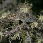 Southern Alps gecko. <a href="https://www.capturewild.co.nz/Reptiles-Amphibians/NZ-Reptiles-Amphibians/">© Euan Brook</a>