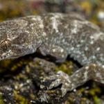 Southern Alps gecko. <a href="https://www.capturewild.co.nz/Reptiles-Amphibians/NZ-Reptiles-Amphibians/">© Euan Brook</a>