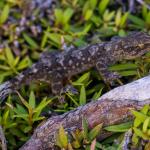 Waitaha gecko. <a href="https://www.capturewild.co.nz/Reptiles-Amphibians/NZ-Reptiles-Amphibians/">© Euan Brook</a>