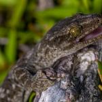 Waitaha gecko. <a href="https://www.capturewild.co.nz/Reptiles-Amphibians/NZ-Reptiles-Amphibians/">© Euan Brook</a>