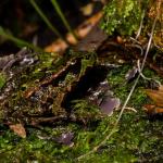 Archey's Frog (Coromandel) <a href="https://www.seacologynz.com/index">© Crispin Middleton</a>