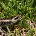 Egg-laying skink (Poor Knights Islands). <a href="https://www.seacologynz.com/index">© Crispin Middleton</a>