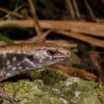 Marbled skink (Poor Knights Islands). <a href="https://www.seacologynz.com/index">© Crispin Middleton</a>