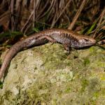 Marbled skink (Poor Knights Islands). <a href="https://www.seacologynz.com/index">© Crispin Middleton</a>