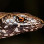 Marbled skink (Poor Knights Islands). <a href="https://www.seacologynz.com/index">© Crispin Middleton</a>