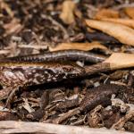 Marbled skink (Poor Knights Islands). <a href="https://www.seacologynz.com/index">© Crispin Middleton</a>