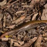 Marbled skink (Poor Knights Islands). <a href="https://www.seacologynz.com/index">© Crispin Middleton</a>