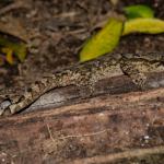 Poor Knights gecko (Poor Knights Islands). <a href="https://www.seacologynz.com/index">© Crispin Middleton</a>