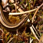 Small-eared skink (Stewart Island) © Craig Stonyer