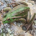 Southern bell frog (Marlborough Sounds). © Tom Heather