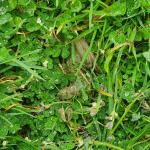 Southern bell frog hiding in grass (Marlborough Sounds). © Tom Heather