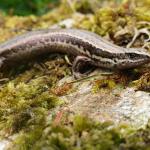 Waiharakeke grass skink (Marlborough Sounds). © Tom Heather