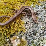 Waiharakeke grass skink (Marlborough Sounds). © Tom Heather