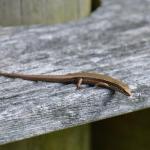 Chatham's skink (Rangatira/South East Island) © Oscar Thomas