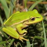 Green and golden bell froglet in gorse (South Auckland). <a href="https://www.instagram.com/nickharker.nz/">© Nick Harker</a>