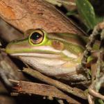 Green and golden bell frog hiding on ponga amongst climbing rata (South Auckland). <a href="https://www.instagram.com/nickharker.nz/">© Nick Harker</a>