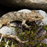 Southern Alps gecko. <a href="https://www.instagram.com/samuelpurdiewildlife/">© Samuel Purdie</a>